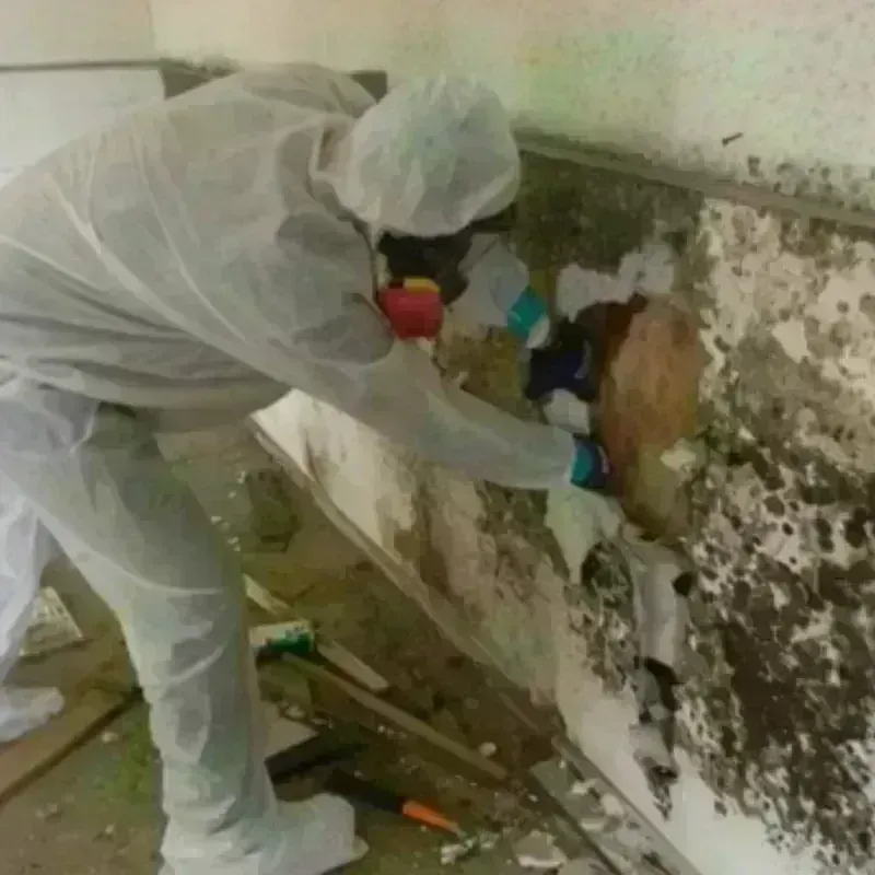 Mold Remediation and Removal in Boonville, CA